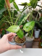 Baby alocasia Macrorrhiza variegata, rare kamerplantje, Huis en Inrichting, Kamerplanten, Overige soorten, In pot, Minder dan 100 cm