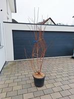 Japanse Sierkers  Prunus  'Autumnalis Rosea'  🍀🌸, Tuin en Terras, Planten | Bomen, Ophalen, Halfschaduw, Overige soorten