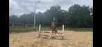 Te koop 8 jarige welsh a, Dieren en Toebehoren, Pony's, Merrie, Gechipt, Zadelmak, A pony (tot 1.17m)