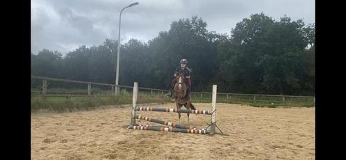 Te koop 8 jarige welsh a, Dieren en Toebehoren, Pony's, Merrie, Zadelmak, A pony (tot 1.17m), Recreatiepony, 7 tot 10 jaar, Met stamboom