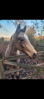 Lieve ruin, 1,5 jaar, Epony, Dieren en Toebehoren, Pony's, E pony (1.48m - 1.57m), Gechipt, Ruin, Dressuurpony