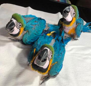 Tamme baby blauw gele Ara's met DNA en getest op alle ziekte beschikbaar voor biedingen