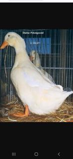 Duitse peking eenden, Dieren en Toebehoren, Pluimvee, Mannelijk, Eend