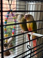 Jonge Pyrrhura’s, Dieren en Toebehoren, Vogels | Parkieten en Papegaaien