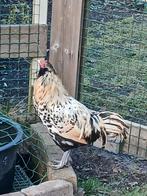 Jonge haan Uilebaard, Mannelijk, Kip