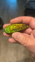 Ammoliet, Verzamelen, Mineralen en Fossielen, Ophalen of Verzenden, Fossiel