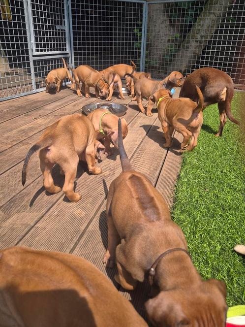 Rhodesian Ridgebackpups, Dieren en Toebehoren, Honden | Beagles, Bassets en Lopende honden, Meerdere dieren, Overige rassen, Particulier