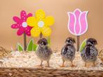Barnevelder kuikens zilver gezoomd hennen, gesekst + ingeënt, Dieren en Toebehoren, Pluimvee, Vrouwelijk, Kip