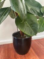 Ficus Elastica - Rubberplant, Overige soorten, Vaste plant, Ophalen of Verzenden, Bloeit niet
