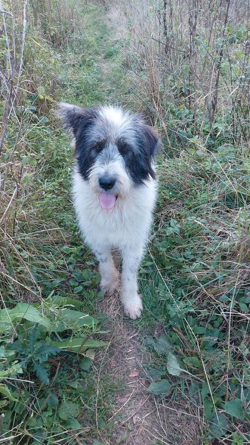 Wanda is ter adoptie!, Dieren en Toebehoren, Honden | Niet-rashonden, Groot, Teef, Handelaar, Eén hond, Buitenland, 1 tot 2 jaar