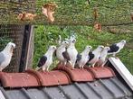 Meeuwtjes, Meerdere dieren, Overige soorten
