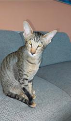 Dekkater Oosterse Korthaar NIET TE KOOP