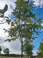 Walnoten bomen, Juglans regia verschillende soorten, Ophalen of Verzenden, Volle zon, Overige soorten