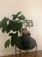 Ficus, Huis en Inrichting, Kamerplanten, Minder dan 100 cm, Ficus, Halfschaduw, Ophalen
