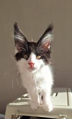 prachtige Main Coon Kittens met Stamboom, Meerdere dieren, Gechipt, 0 tot 2 jaar