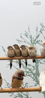 Zilverbekjes, Meerdere dieren, Tropenvogel