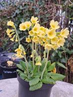 Zaden Primula eliator inheems, Verzenden, Voorjaar, Volle zon, Zaad