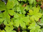 ooievaarsbbek (Geranium macrorrhizum) P9, Tuin en Terras, Planten | Tuinplanten, Ophalen, Bodembedekkers, Volle zon, Vaste plant
