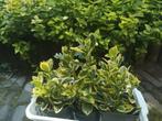 Kardinaalsmuts 10-15 cm Hoge Plantjes | vraagprijs per bakje, Eenjarig, Bloeit niet, Halfschaduw, Ophalen