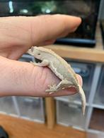 Crested gecko phantom lilly white, Dieren en Toebehoren, Hagedis, 0 tot 2 jaar