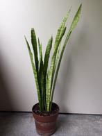 Sanseveria, Huis en Inrichting, Kamerplanten, Ophalen, Overige soorten, Minder dan 100 cm