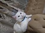 Katter, Dieren en Toebehoren, Kater, 0 tot 2 jaar