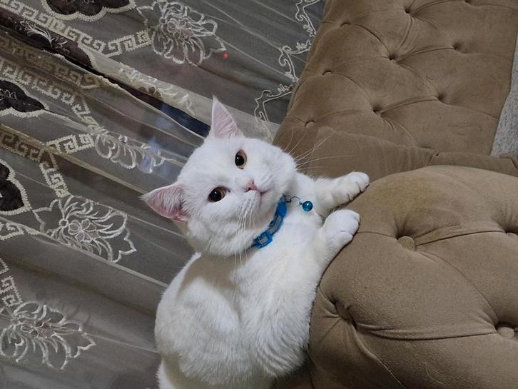 Katter, Dieren en Toebehoren, Katten en Kittens | Raskatten | Korthaar, Kater, 0 tot 2 jaar