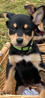 Working kelpie pups met wkc stamboom, Overige rassen, 8 tot 15 weken, Parvo, Meerdere