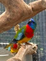 Koppel Splendid parkieten, Dieren en Toebehoren, Meerdere dieren, Parkiet