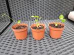 Pannekoekenplantjes / Pilea peperomioides - € 2 per stuk, Ophalen of Verzenden, Overige soorten, Minder dan 100 cm