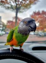 SUPER Leuke Bonte Boer man, Dieren en Toebehoren, Mannelijk, Papegaai, Pratend