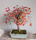 Acer Buergerianum  Bonsai, Tuin en Terras, Planten | Bomen, Bloeit niet, Halfschaduw, Minder dan 100 cm, Overige soorten