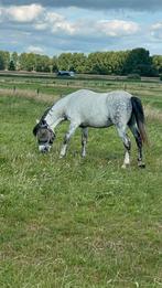 Knappe D pony met karakter, Dieren en Toebehoren, Pony's, Gechipt, Ruin, Zadelmak, 7 tot 10 jaar