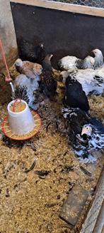 Brahma hennetjes, Dieren en Toebehoren, Pluimvee, Vrouwelijk, Kip