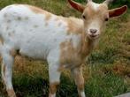 Dwergbokje, Dieren en Toebehoren, Schapen, Geiten en Varkens, Mannelijk, Geit, 0 tot 2 jaar