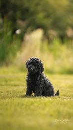 3 Multigen labradoodle puppies –  Sociaal & lieve reutjes, Dieren en Toebehoren, Honden | Retrievers, Spaniëls en Waterhonden