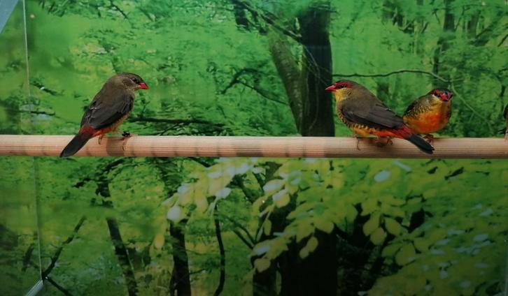 Goudbuikjes diverse koppels., Dieren en Toebehoren, Vogels | Overige Vogels, Meerdere dieren