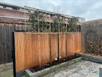 Prunus lusitanica, Leilaurier, glansmispel AANPLANT SERVICE!, Tuin en Terras, Planten | Bomen, Ophalen of Verzenden, Volle zon