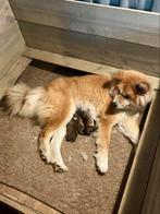 Raszuivere langharige Japanse Akita Inu pups, Dieren en Toebehoren, CDV (hondenziekte), 8 tot 15 weken, Poolhond, Meerdere