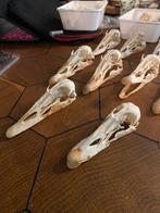 Eider eend schedels, Ophalen of Verzenden, Opgezet dier