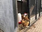 Zijdehoenders Hanen Drie 18 Weken., Dieren en Toebehoren, Pluimvee, Mannelijk, Kip