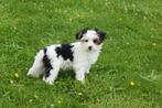 Biewer yorshire terrier pup, Yorkshire Terriër, Rabiës (hondsdolheid), 15 weken tot 1 jaar, Buitenland