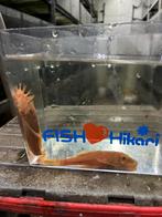 Kweekkoppel ancistrus red, Dieren en Toebehoren, Vissen | Aquariumvissen, Vis, Zoetwatervis