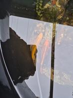 Vijver vissen, Dieren en Toebehoren, Goudvis(sen)