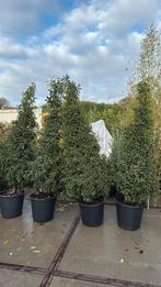 Lusitanica of Portugese laulier hoog 200/225 met kluit /pot, Tuin en Terras, Planten | Struiken en Hagen, Ophalen, Laurier, Haag