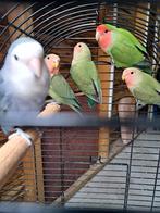Dwergpapegaaien Rosiecollis, Dieren en Toebehoren, Vogels | Parkieten en Papegaaien, Geslacht onbekend, Dwergpapegaai of Agapornis