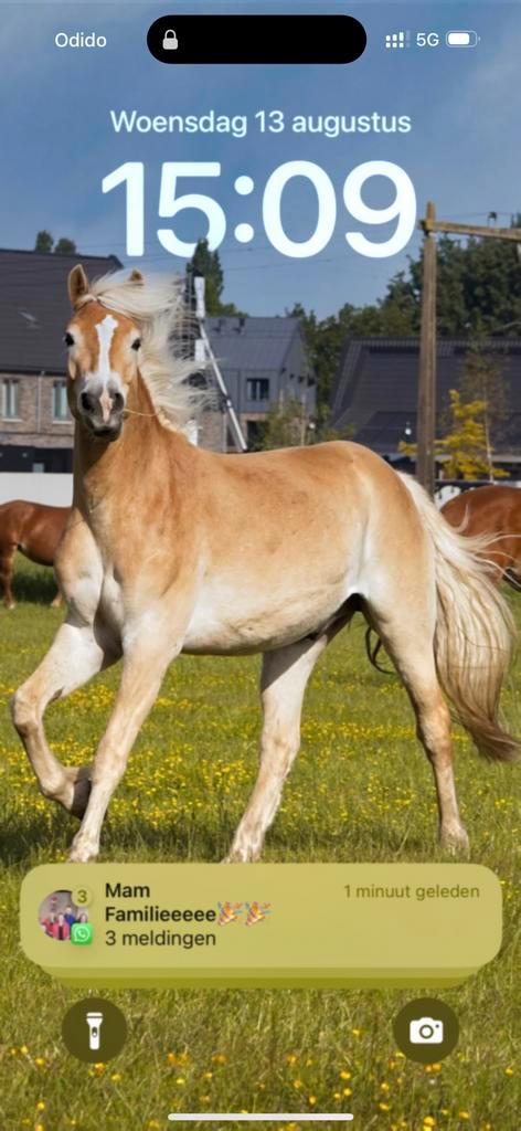 Verzorg(st)er/ bijrijder gezocht, Dieren en Toebehoren, Paarden en Pony's | Overige Paardenspullen, Nieuw, Dressuur, Ophalen