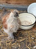 Zijdehoender hanen, Dieren en Toebehoren, Pluimvee, Mannelijk, Kip