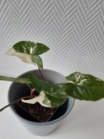 Syngonium variegata, Huis en Inrichting, Kamerplanten, Ophalen, Overige soorten, Minder dan 100 cm