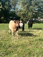 Galloway koe en stier, Meerdere dieren, 3 tot 6 jaar